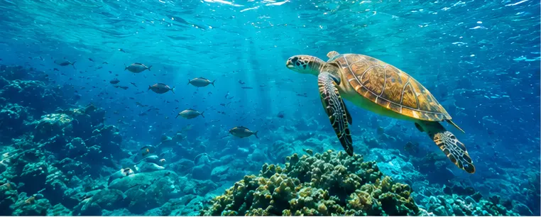 A sea turtle swimming above a coral reef